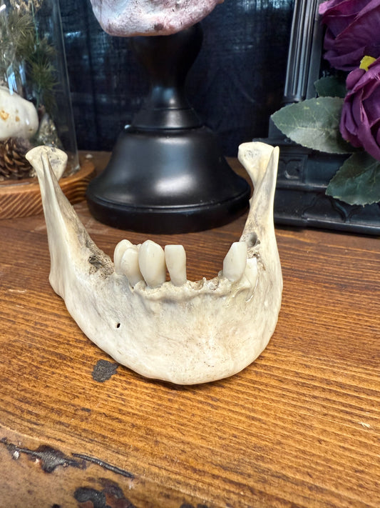 Real médical human jawbone