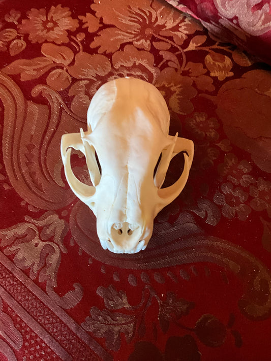 Lynx skull