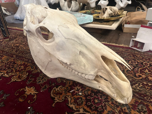 Horse skull