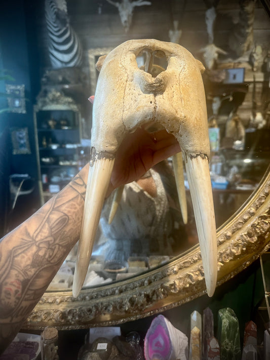 Walrus front nose & skull