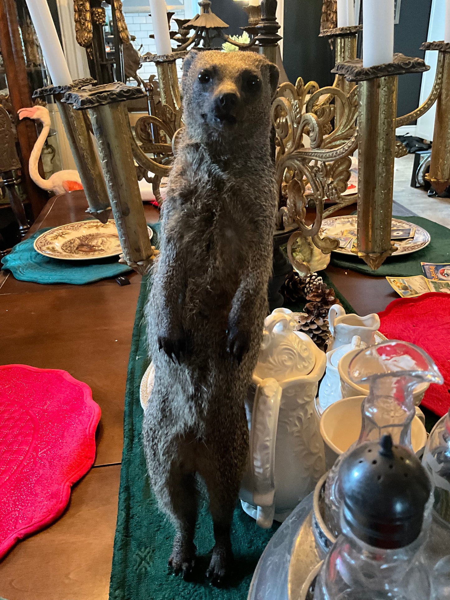 Taxidermy mongoose