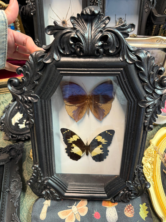 Butterfly frame