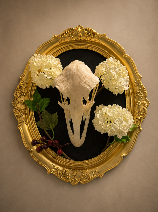 Ostrich skull in frame