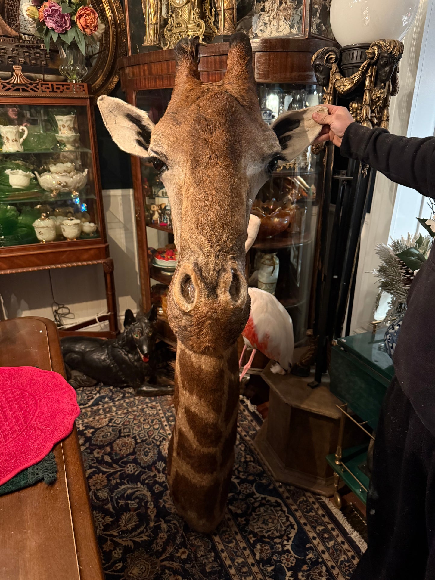 Girafe head full mount