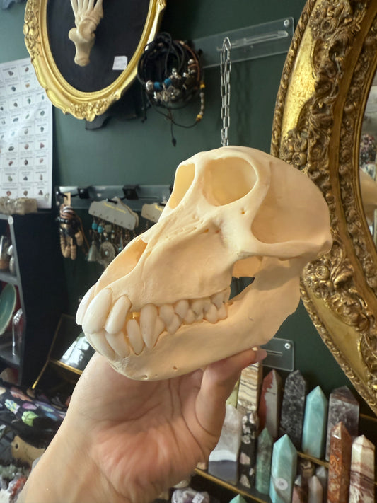 Female baboon skull