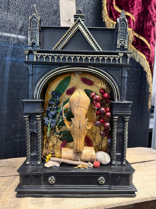 Fox skull nature display