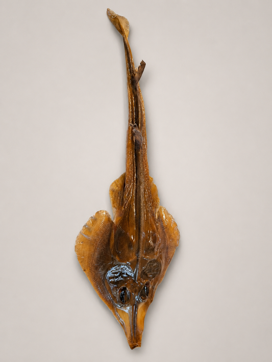 Dried & epoxy stingray