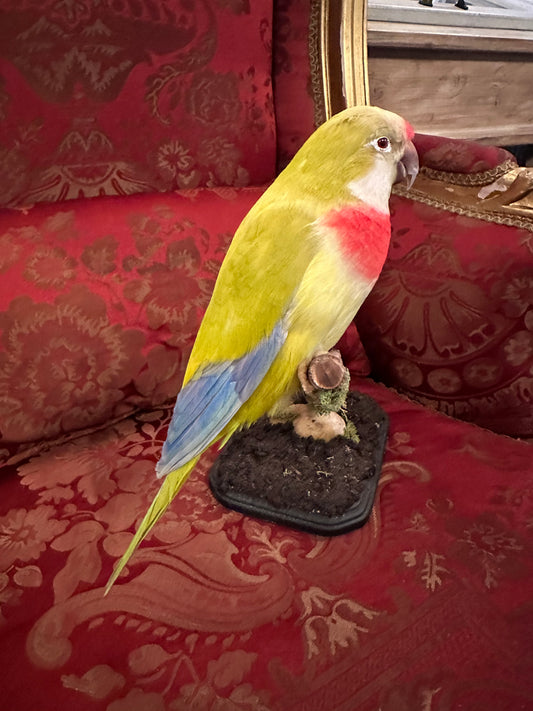 Karikiki taxidermy