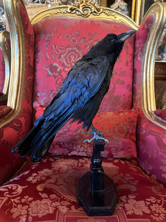 Taxidermy crow