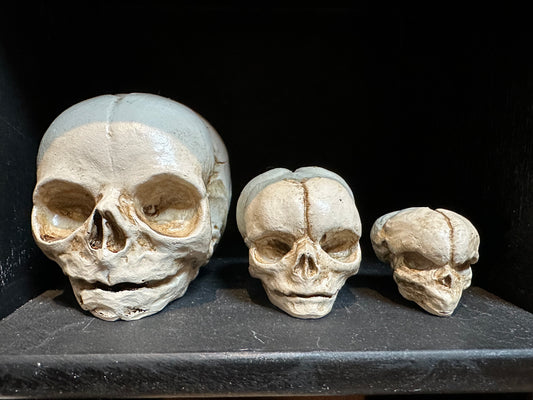 Trio of fetal skull development