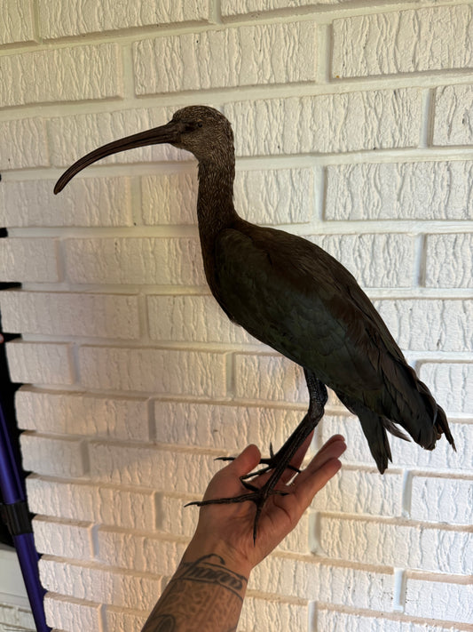 Black ibis Taxidermy