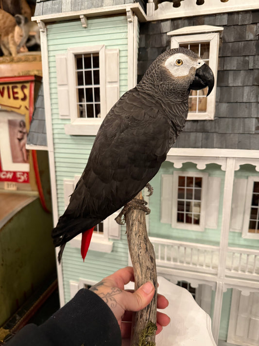 Africam grey parrot