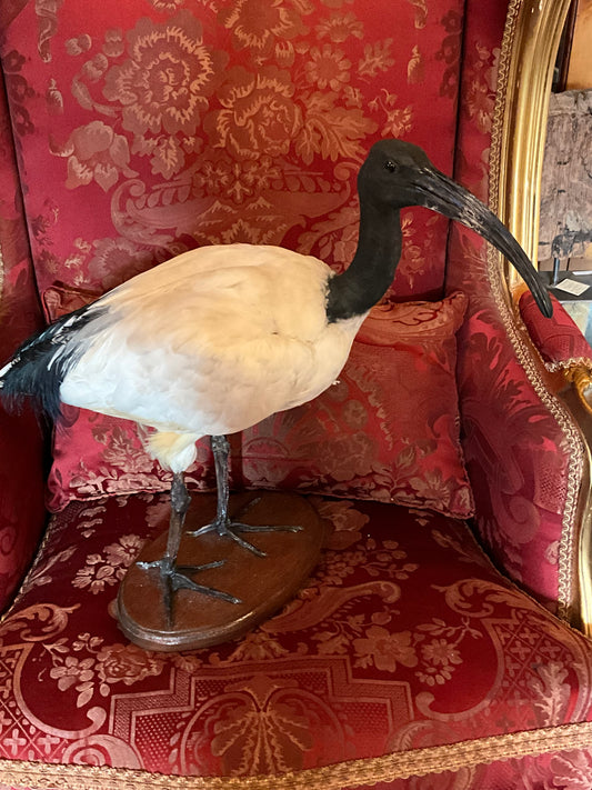 Ibis bird taxidermy