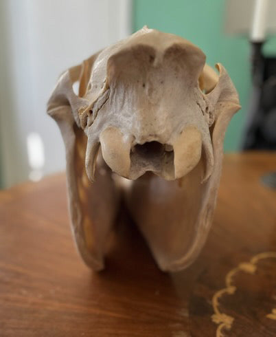 Zebra skull