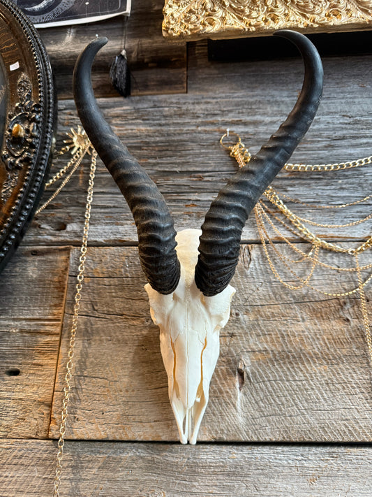 Springbok skull