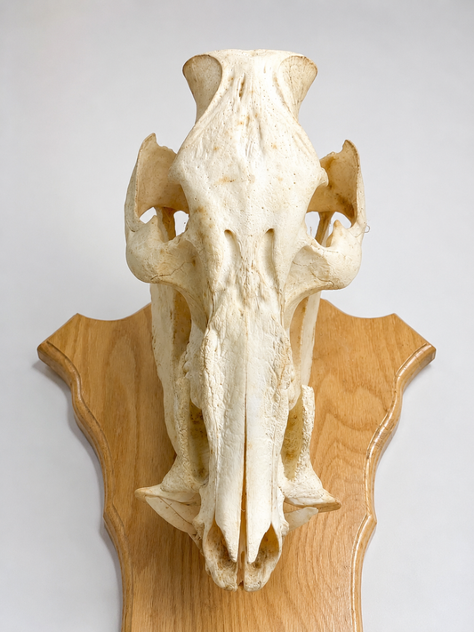 Xlarge wild boar skull