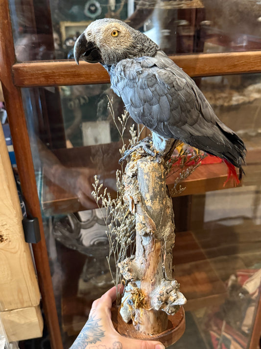 African grey parrot