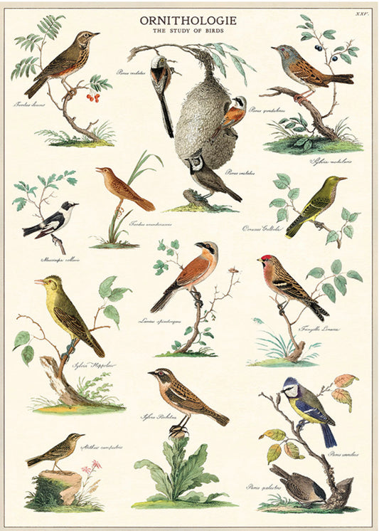 Ornithology print