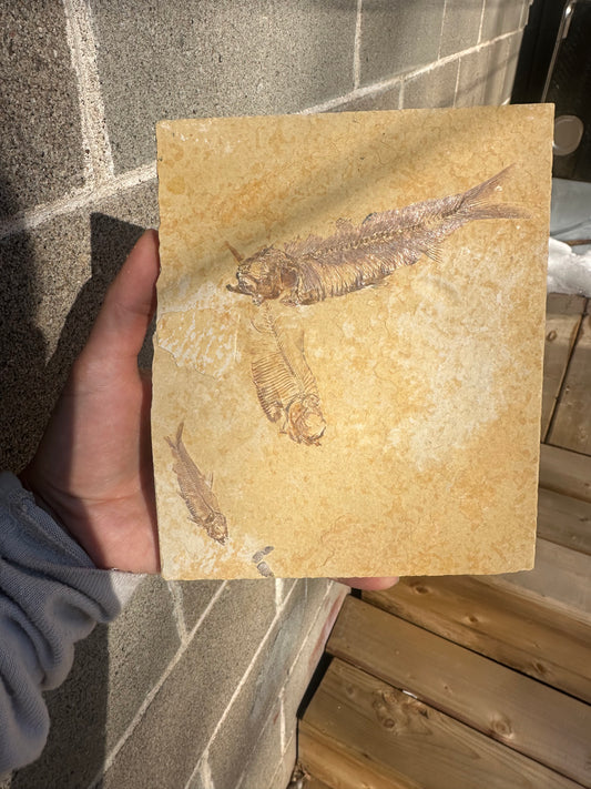 Slice of 3 fossilised fish