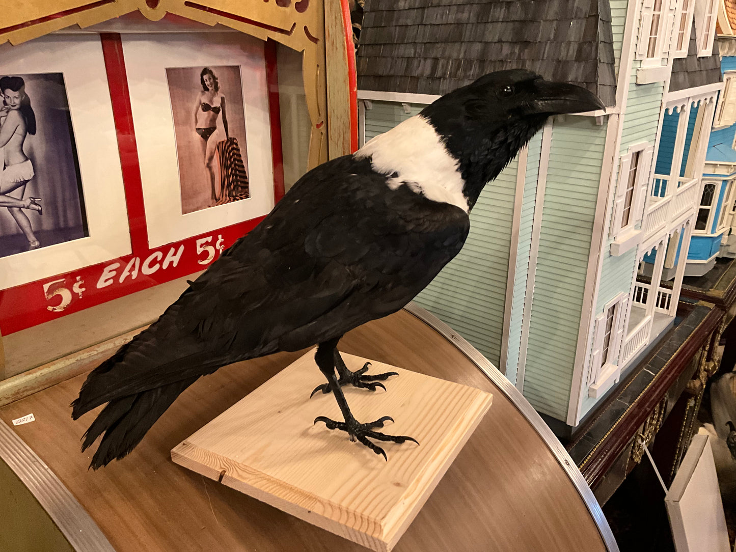 African crow taxidermy
