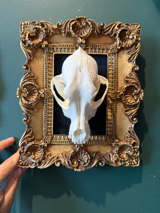 Dog skull frame
