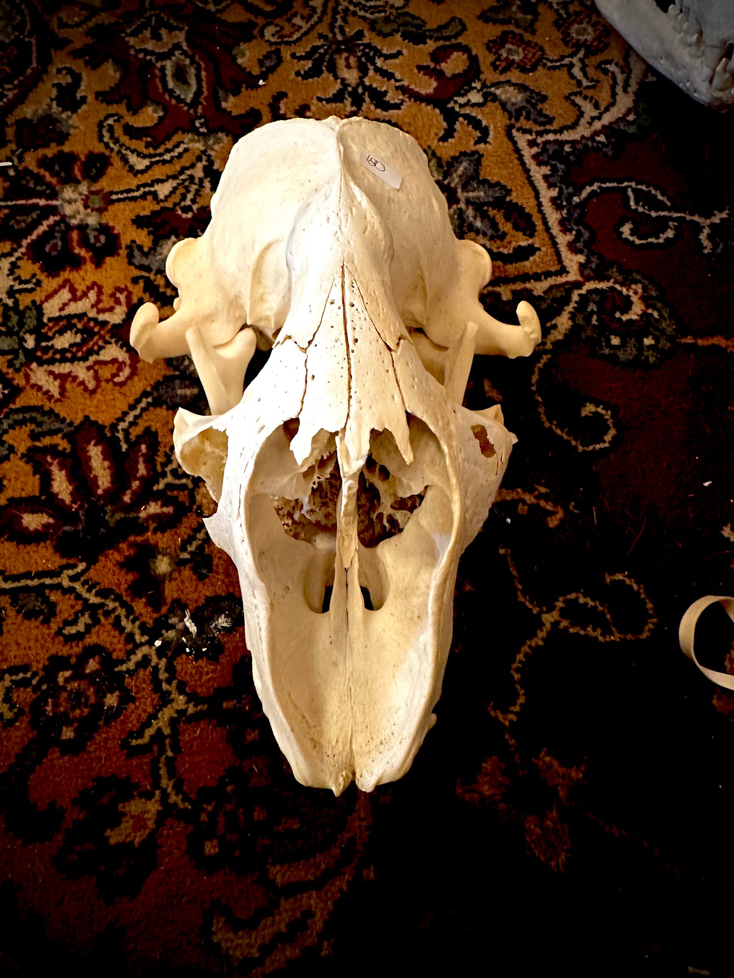 Grey seal skull 2