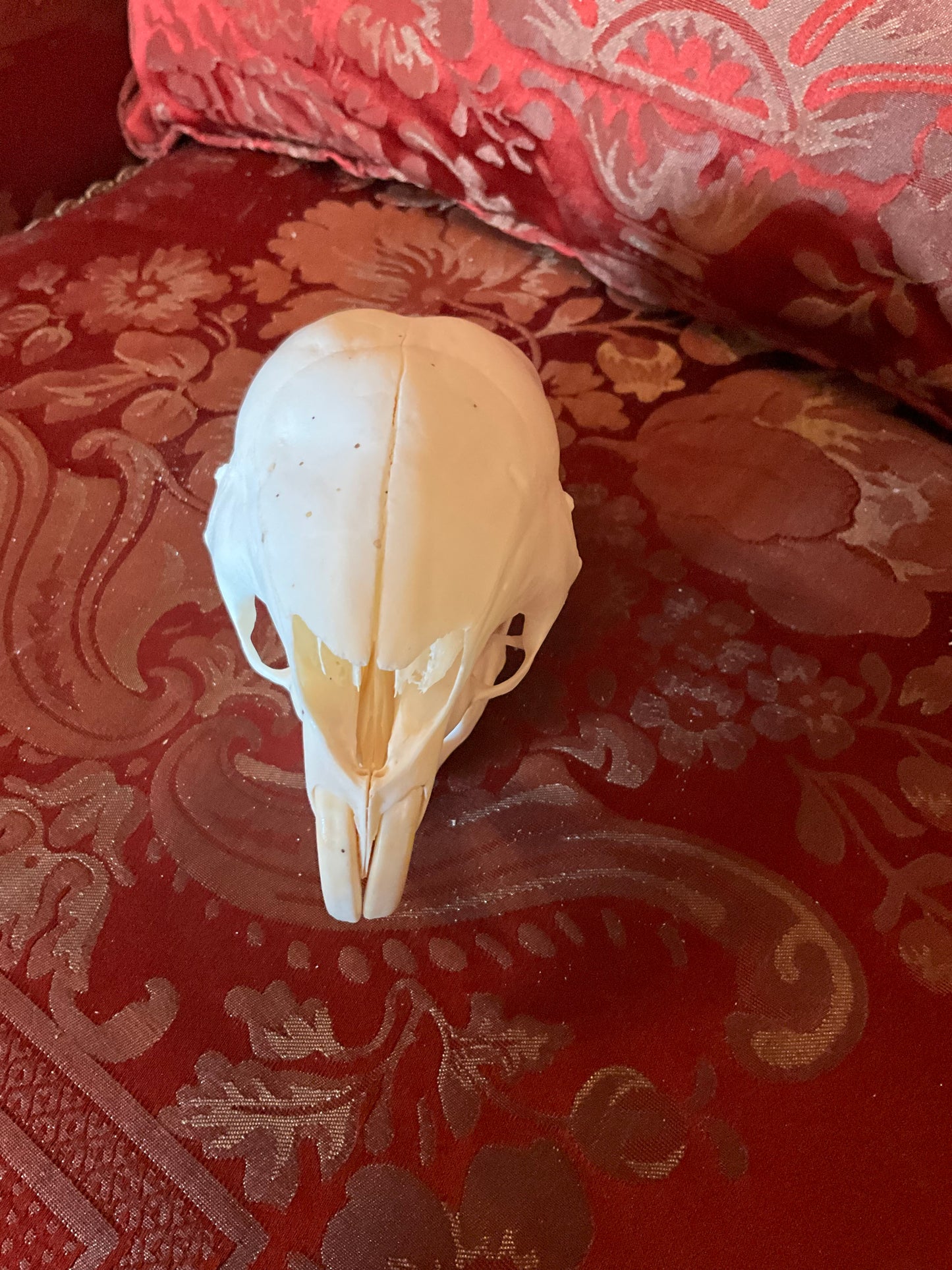 African porcupine skull