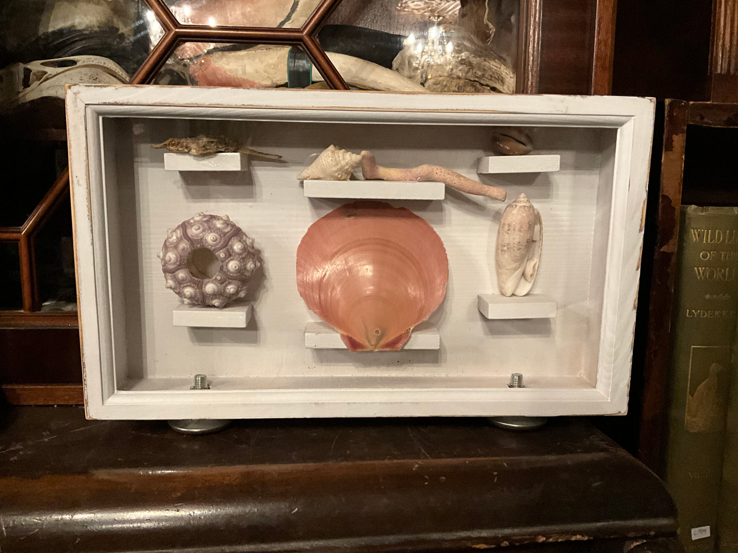 Shell shadow box