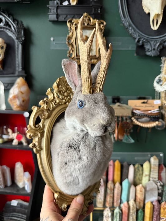 Jackalope taxidermy in frame