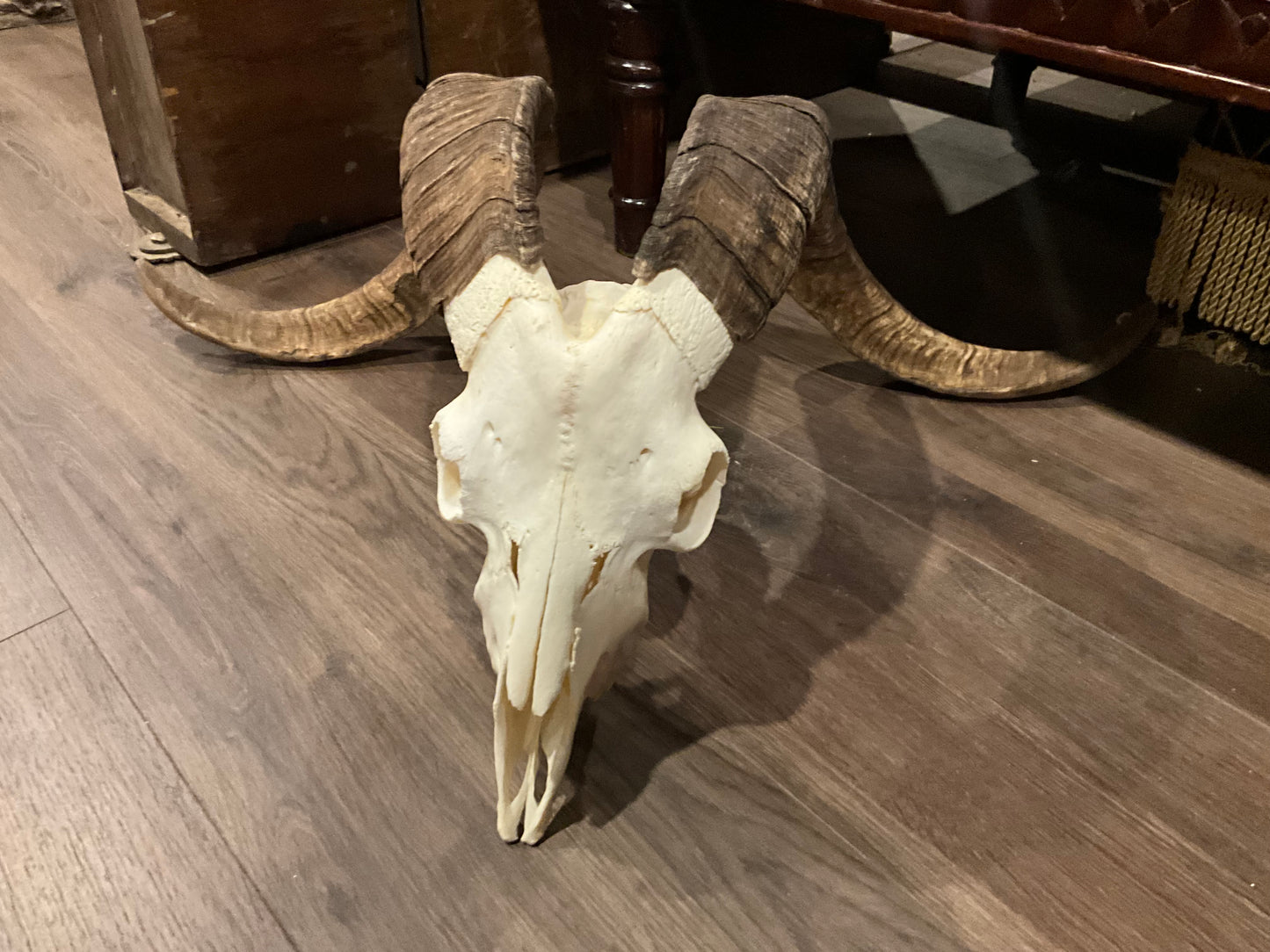 Very large catalina goat