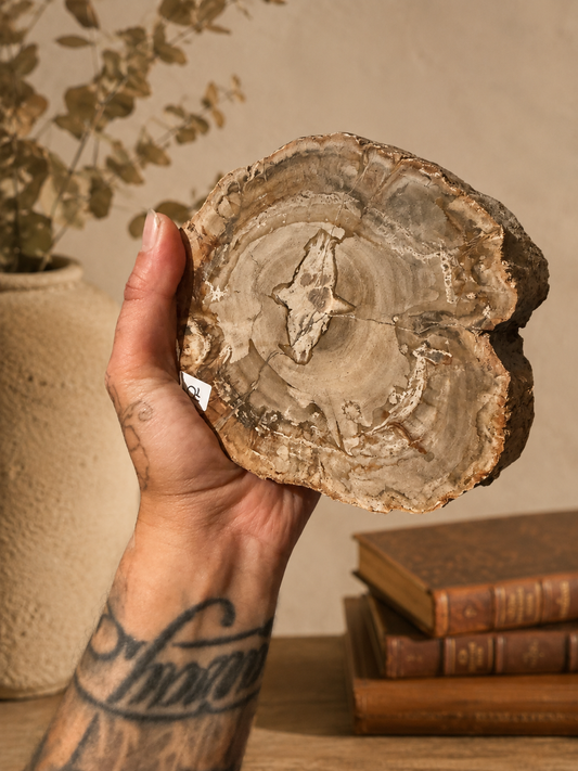 Large pétrified Wood