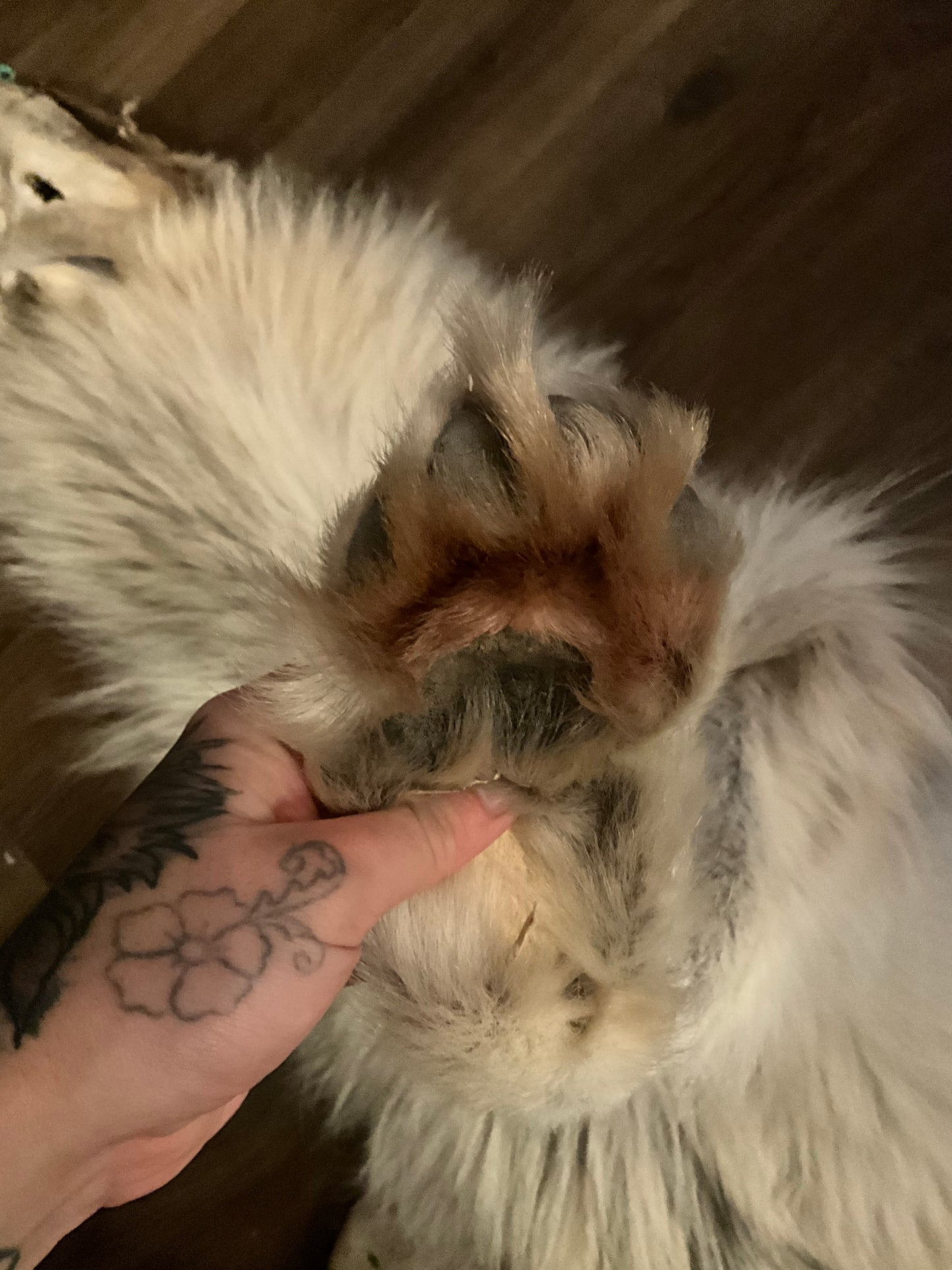 Full mountable artic wolf pelt