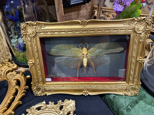 Giant grasshopper frame