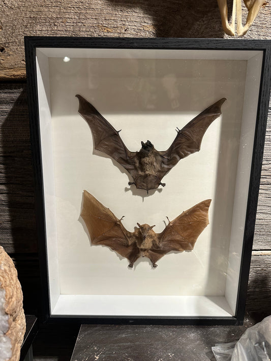 Double bat shadow box