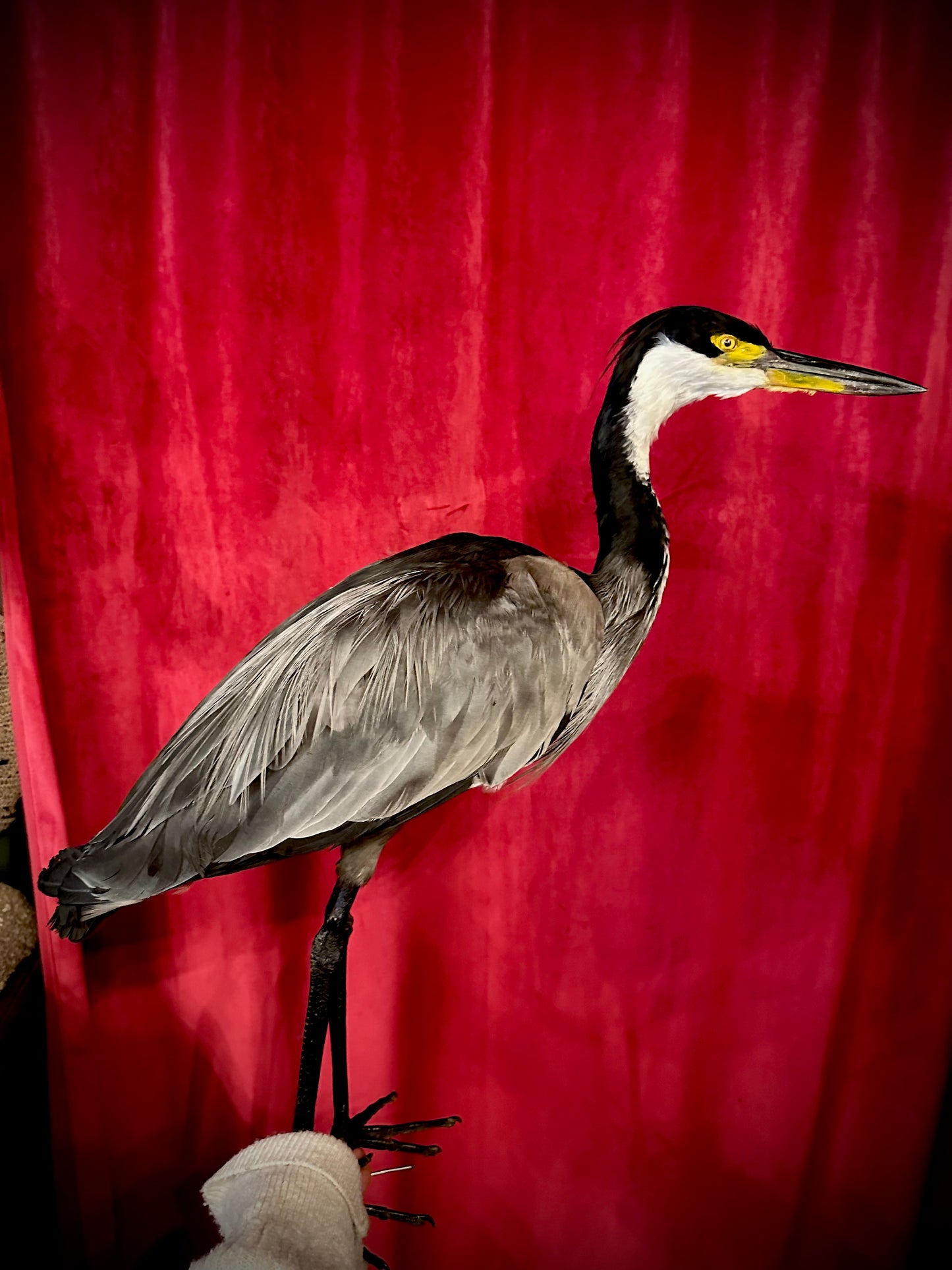 Rare African heron taxidermy