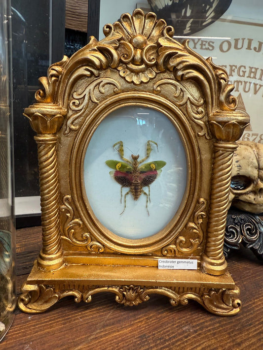 Prying manthis frame