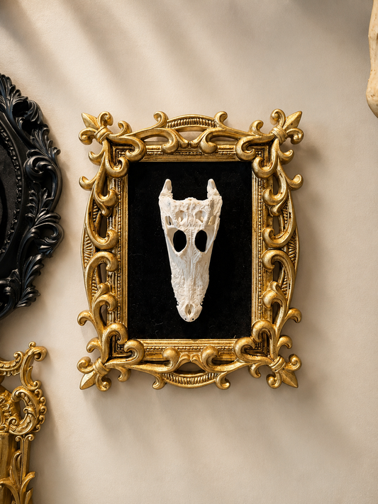 Juvenil caimen skull in frame
