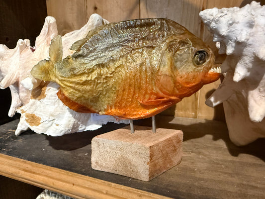 Pirhana