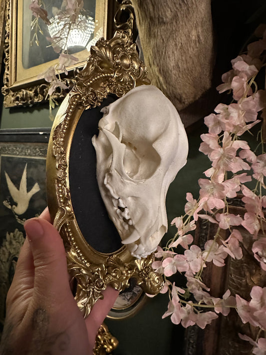 Framed dog skull