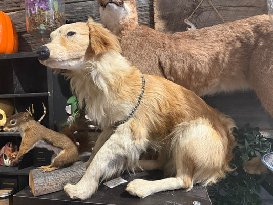 Antique Taxidermy dog