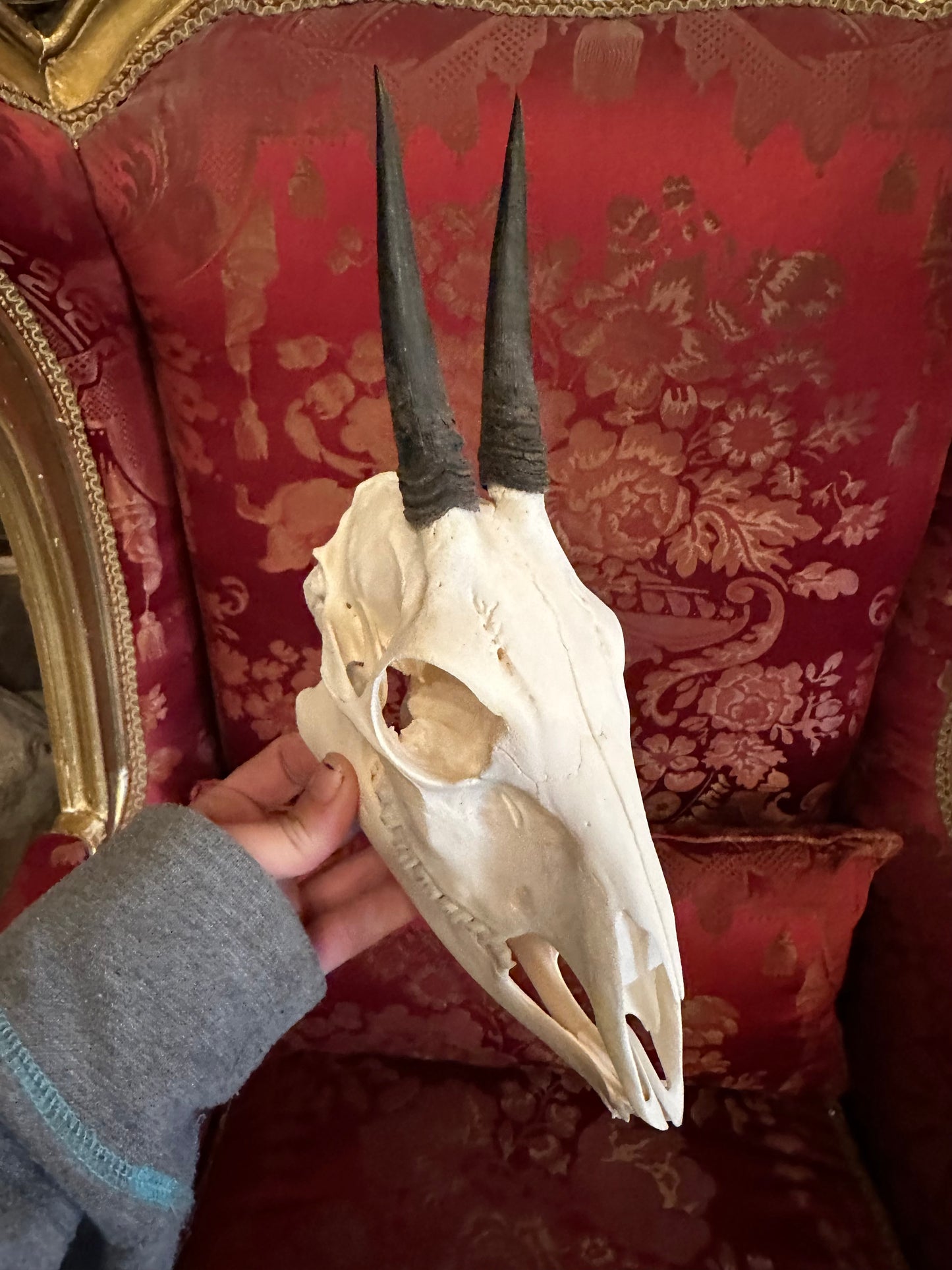 Duiker skull complete