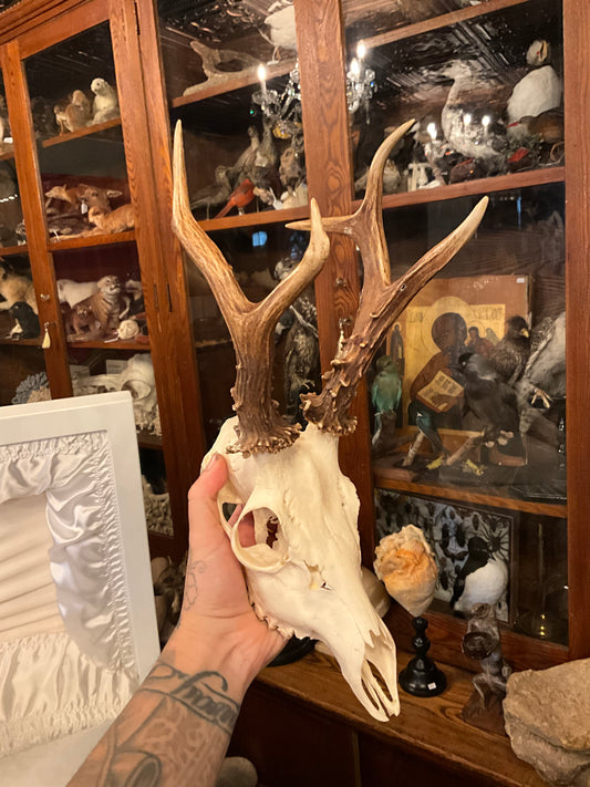 Roe deer skull