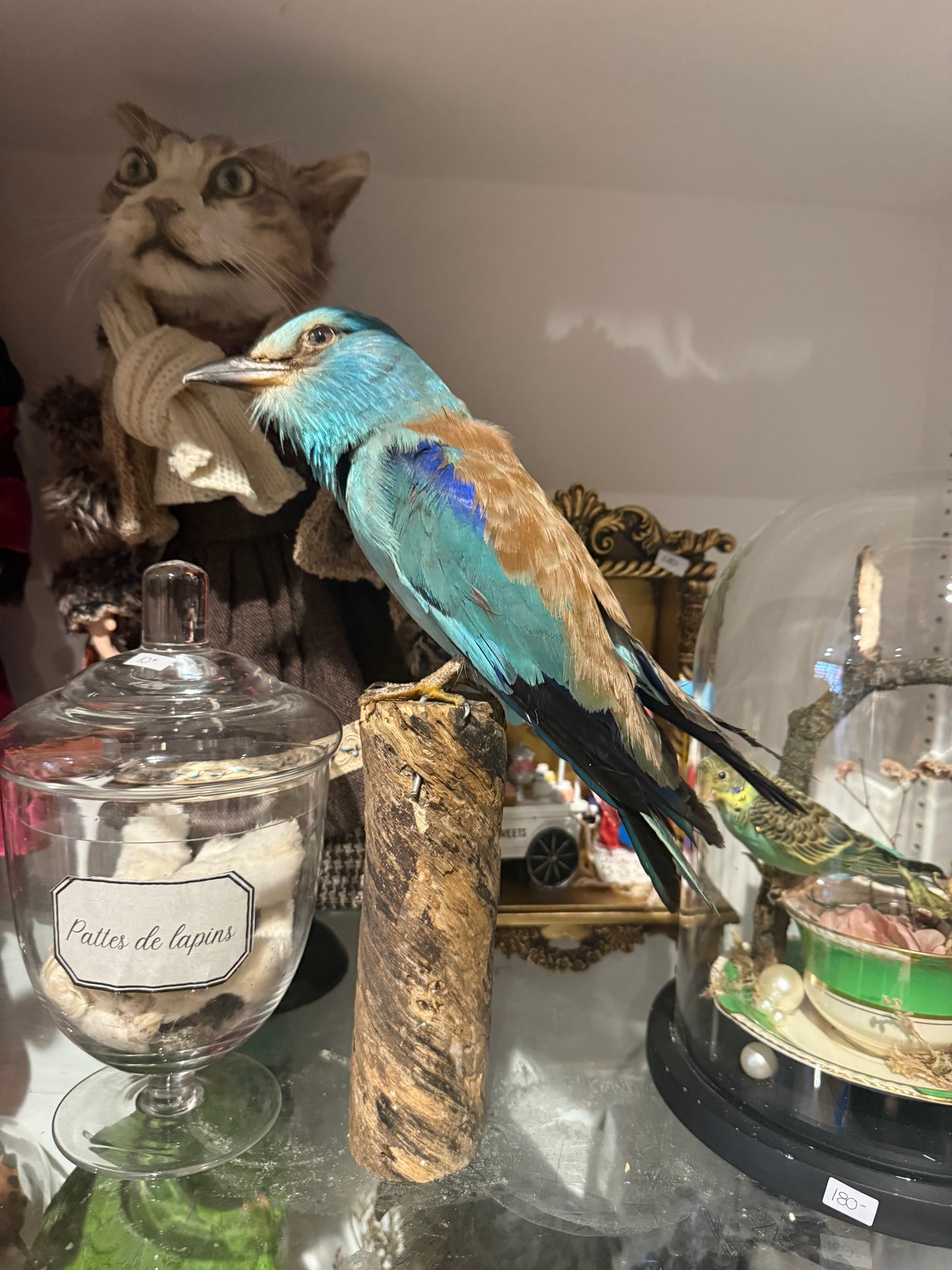 Roller bird taxidermy