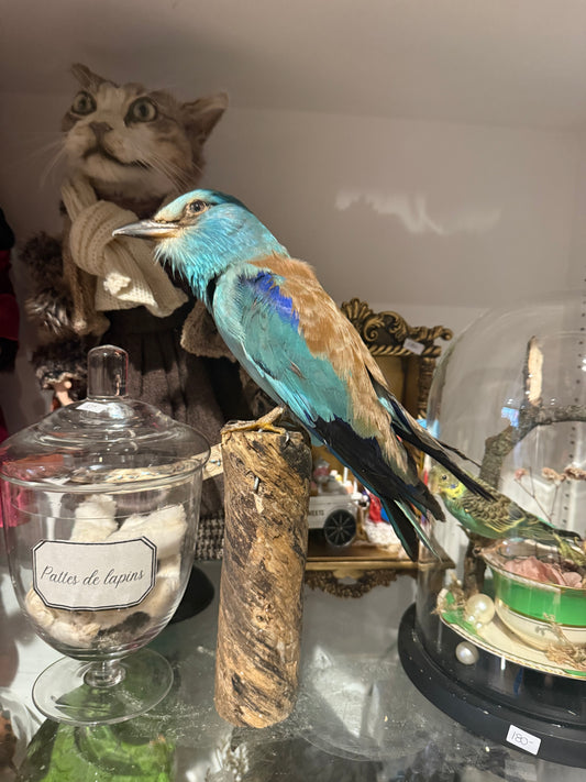 Roller bird taxidermy