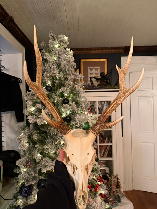 Large sika deer skull