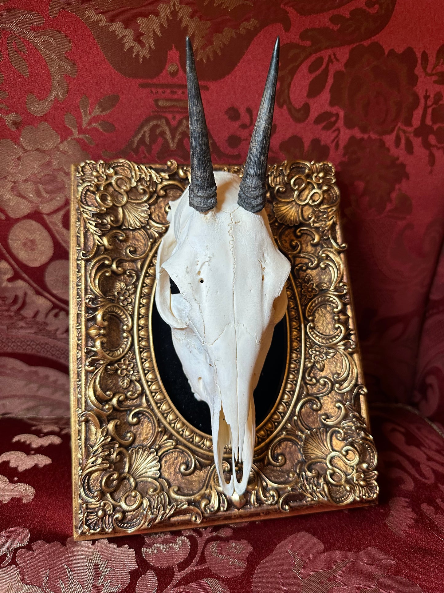 African duiker skull & frame