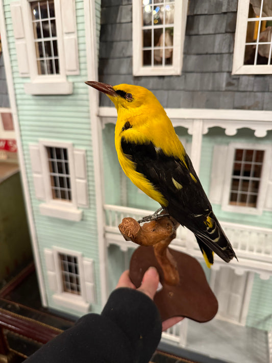 Oriole taxidermy Bird