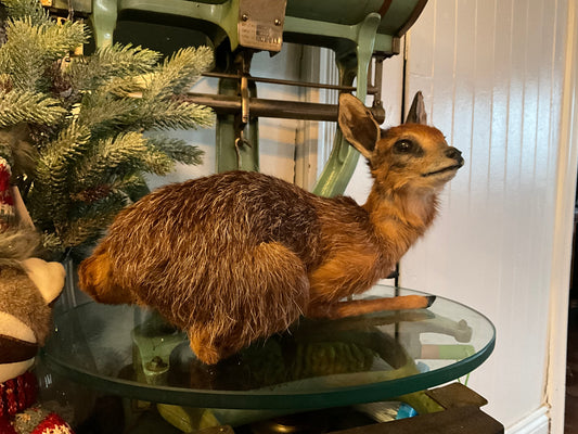 Baby grysbok antilope