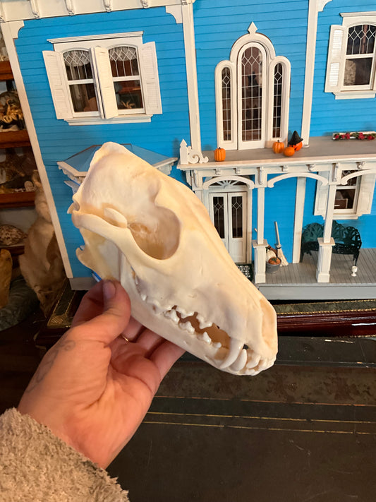 Coyote skull complete