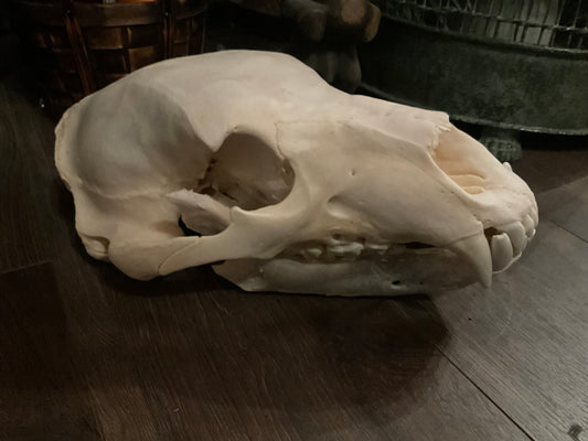 Polar bear skull